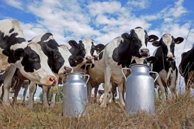 Food agency probes cloned cow milk claim