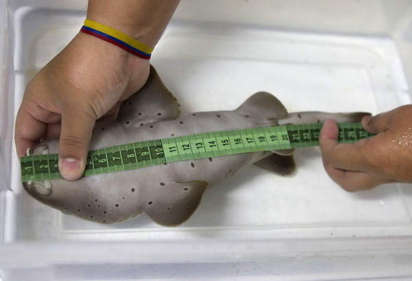 Shark firstly gave birth to 18 babies in Mexico
