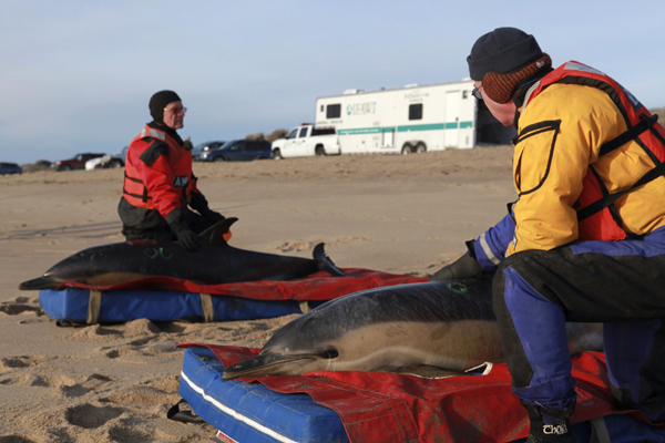 Hundreds of dolphins stranded on beach