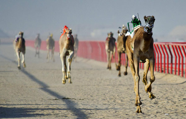 Camels racing with robot jockeys