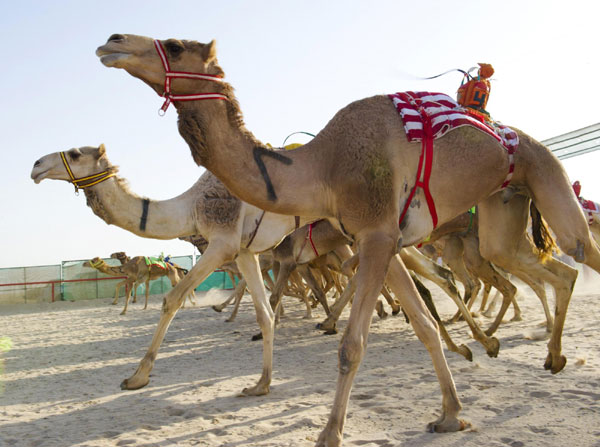 Camels racing with robot jockeys