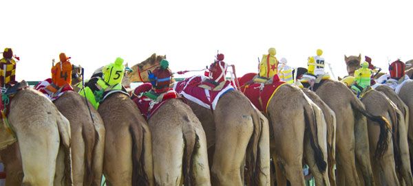 Camels racing with robot jockeys