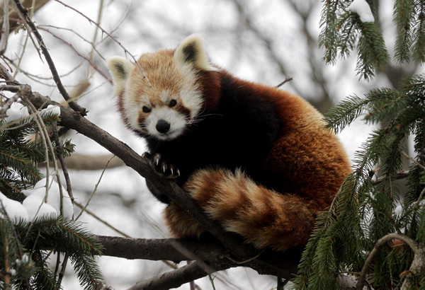 Red panda birth in New Zealand