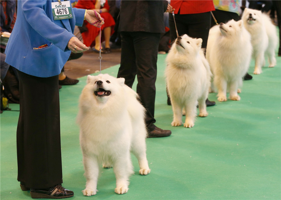 Crufts dog show kicks off in Birmingham