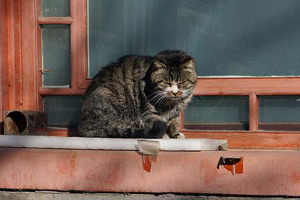 Pop-up cat cafe opens in New York