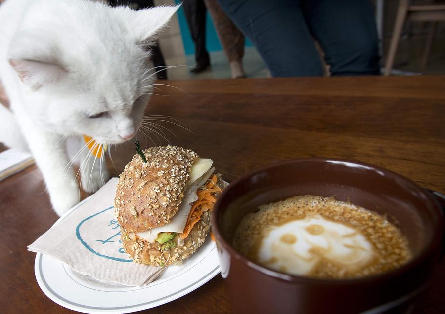 Pop-up cat cafe opens in New York