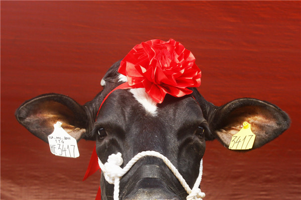 Miss Milk Cow beauty contest in Vietnam