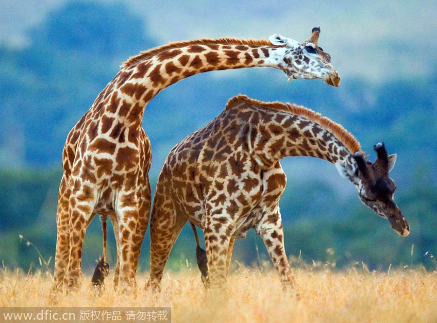 Giraffes, elegant dancers