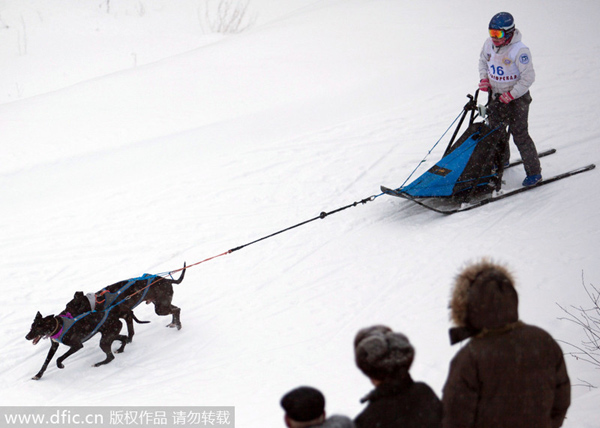 Dogs compete at the Siberean Cup