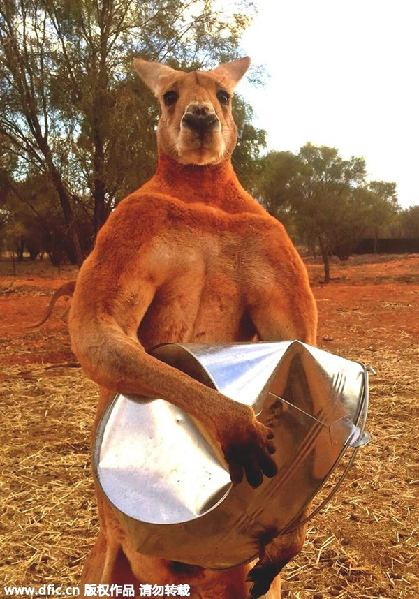 Unusual but true: Meet Roger, kangaroo superstar