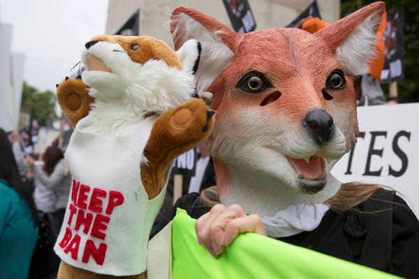 Move to ease fox hunting ban in UK stirs political storm