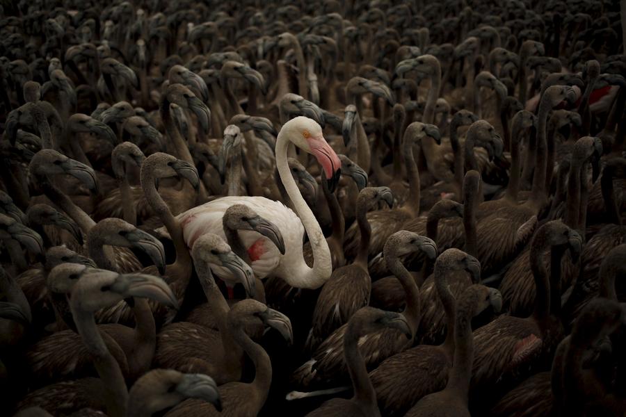 Reuters images of the year - animals