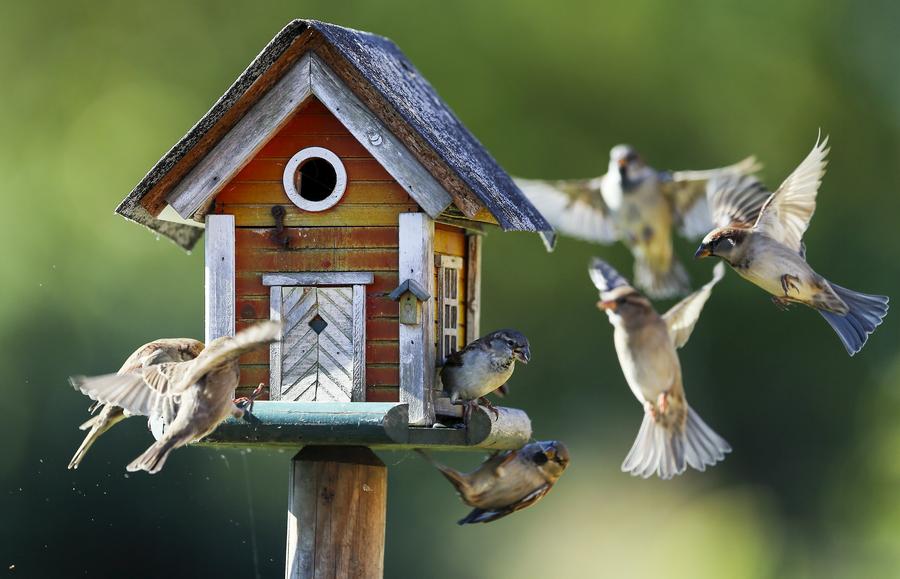 Reuters images of the year - animals