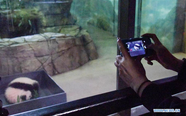 Public takes the first glimpse at giant panda cub, Bei Bei