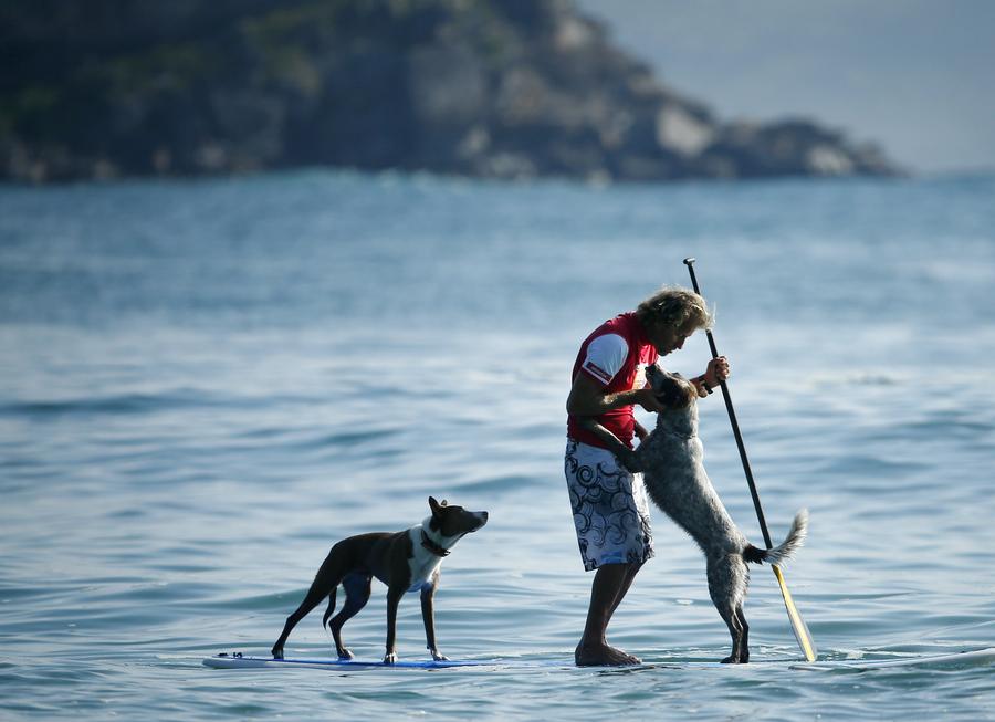 Australia's surfing dogs chase waves, not cats