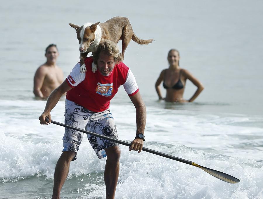 Australia's surfing dogs chase waves, not cats