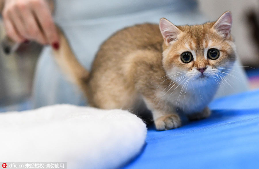 Moscow shows off its best felines at cat show