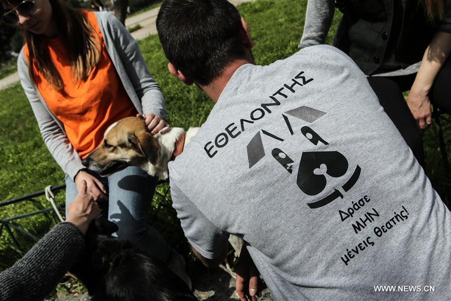 Stray dog adoption event held in Greece