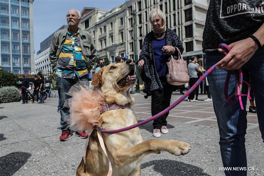 Stray dog adoption event held in Greece