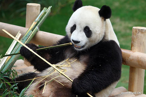 Panda pair unveiled to S Korean public