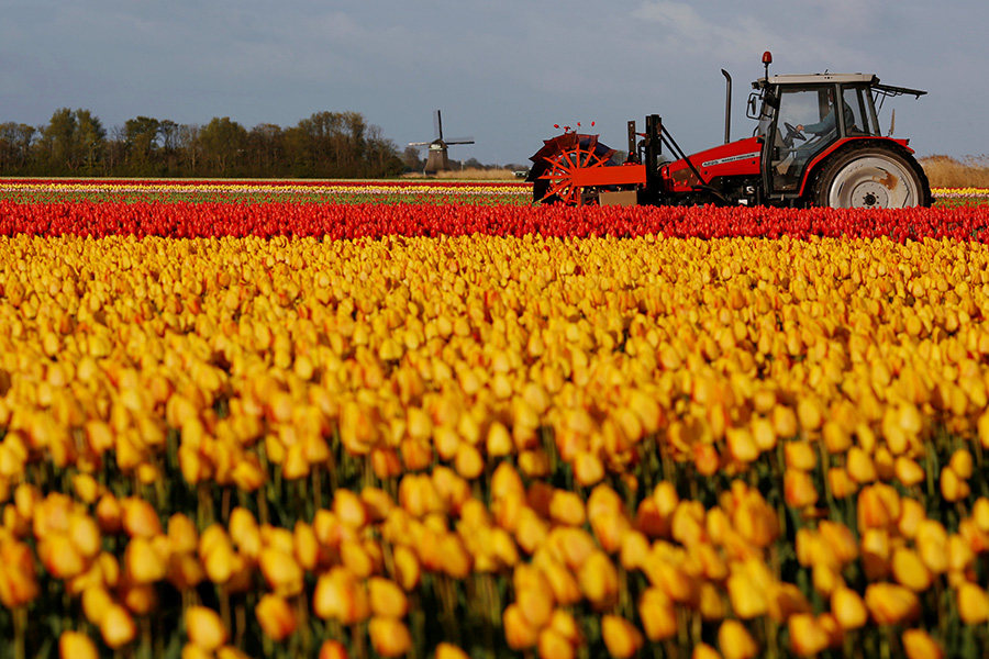 Spring tulips engulf Netherlands, Turkey with beauty