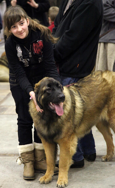 布鲁塞尔犬博会