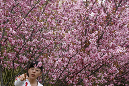 Cherry in full blossom embodies friendliness