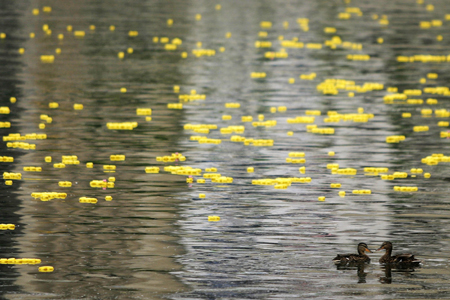 Toy ducks promote funds-raising event for Special Olympics