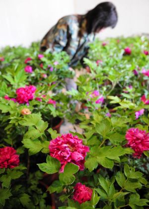 Greenhouse flowers for China's National Day