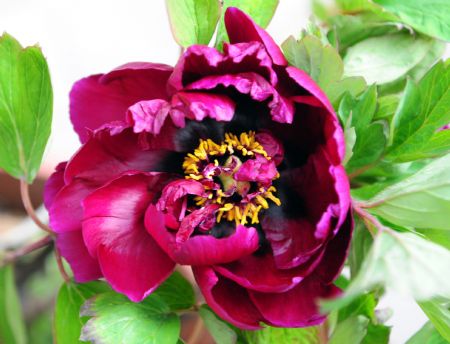 Greenhouse flowers for China's National Day