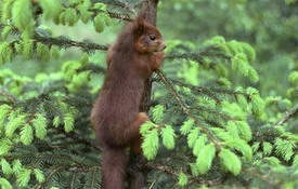 Nuts at dawn, squirrels fight for survival