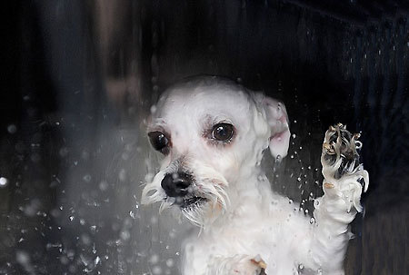 Is the dog washing machine an owner's best friend?