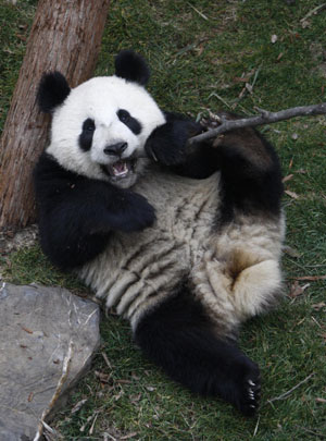 Shanghai Expo giant pandas meet with public
