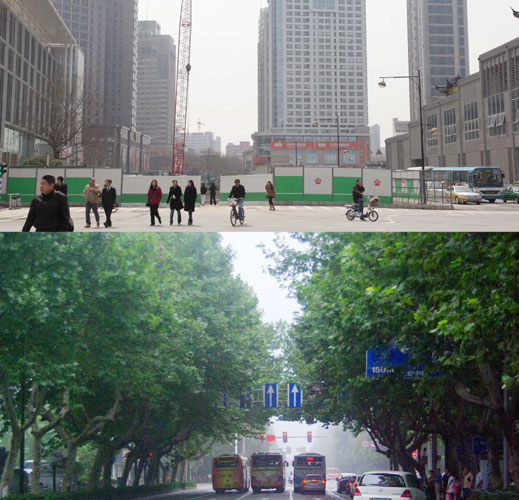 Fate of Nanjing's trees firmly rooted among the public