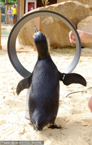 Cool fan p-p-picks-up penguins at London Zoo