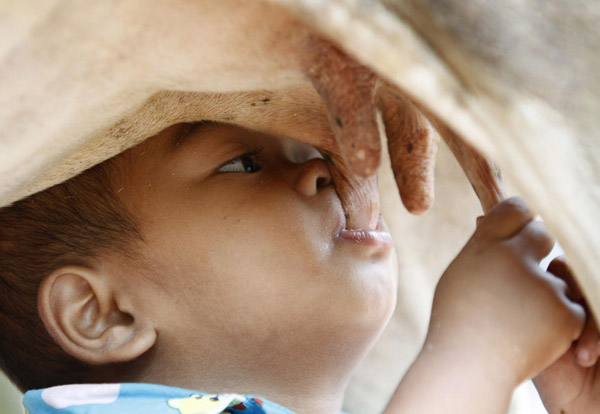 Baby suckles directly from cow for milk