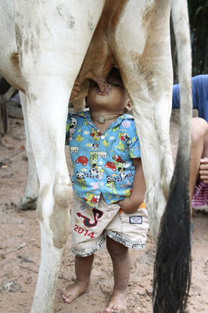 Baby suckles directly from cow for milk