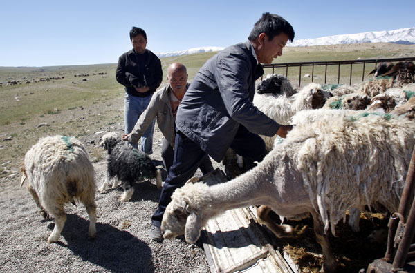 Herders hope for greener pastures