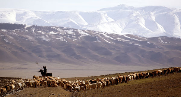 Herders hope for greener pastures