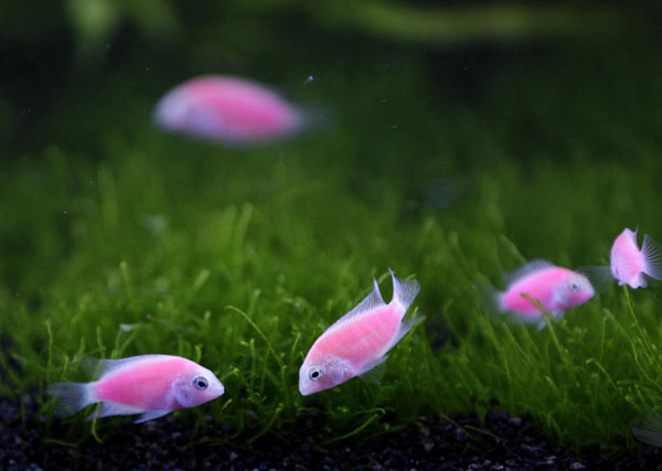 World's first pink fluorescent angelfish