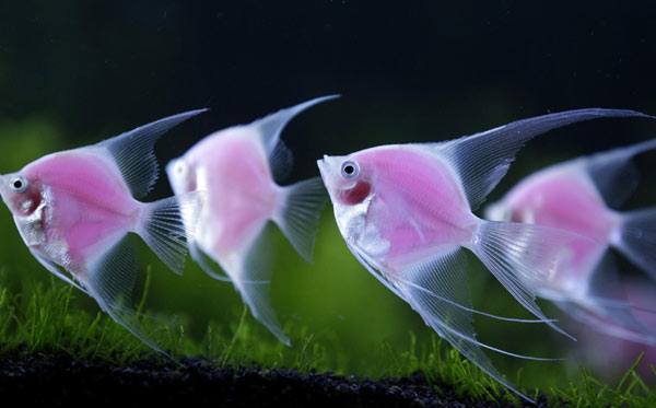 World's first pink fluorescent angelfish