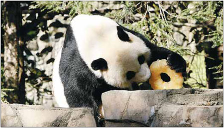 Beyond 'panda diplomacy'