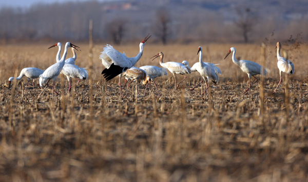 White Crane dance takes flight