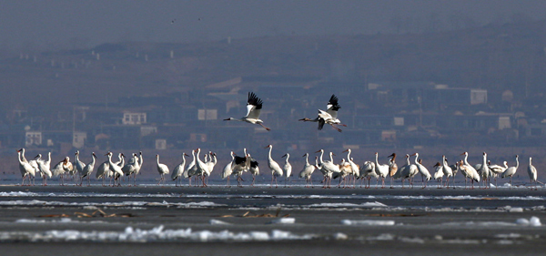 White Crane dance takes flight