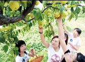 Juicy fruits ready for the picking