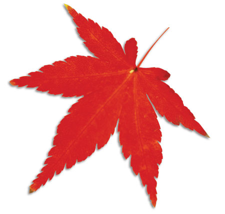 Red leaves a bright impression