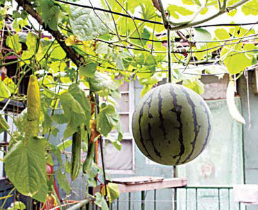 TLC and TCM help 'hanging garden' grow