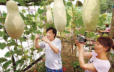 TLC and TCM help 'hanging garden' grow