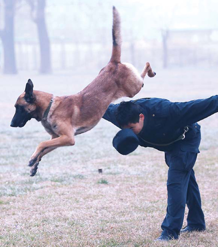 High-flying dog's life