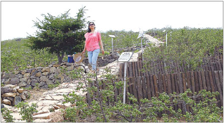 Rose Valley of Roses